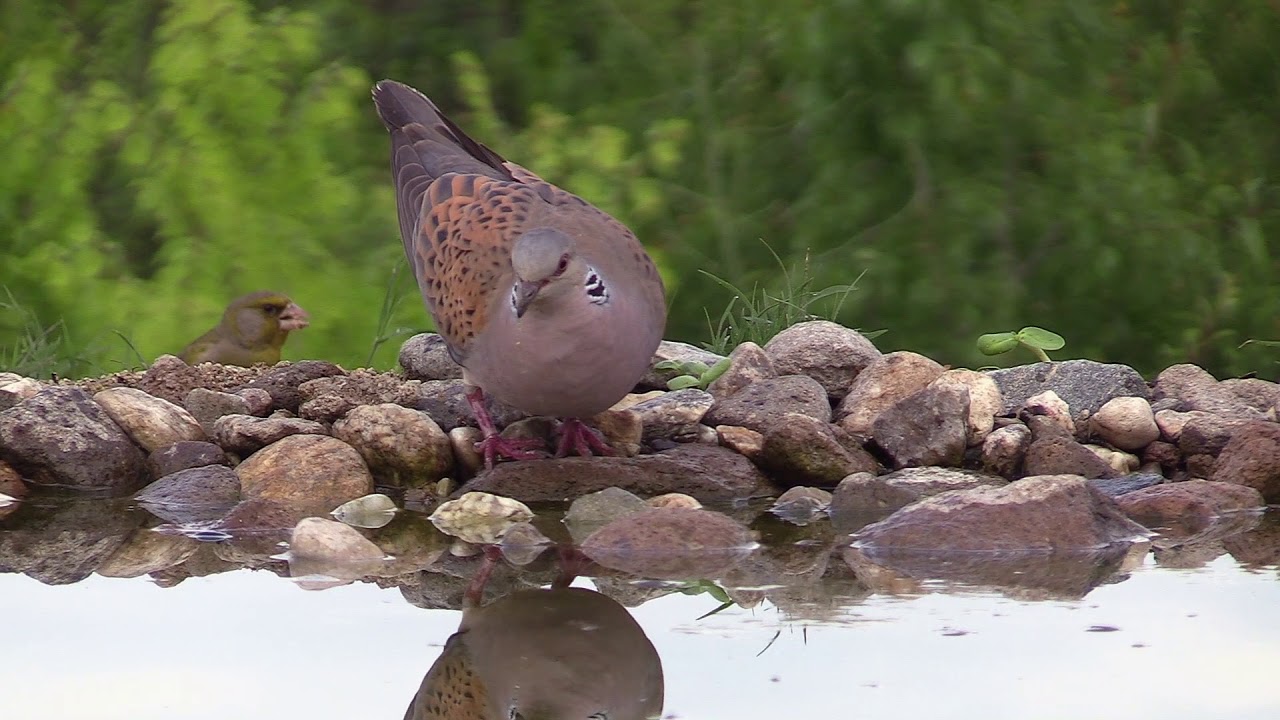 Bulgarie, au point d'eau