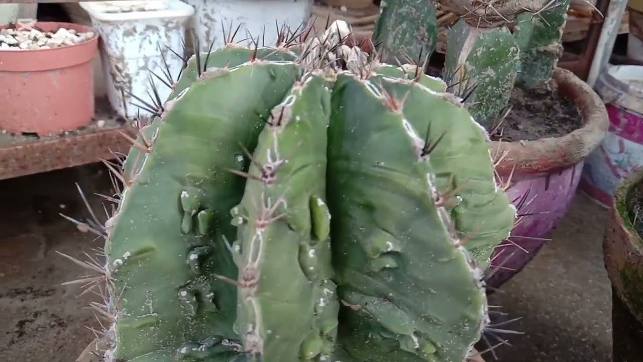 Cactus Astrophytum (Fukuryu)
