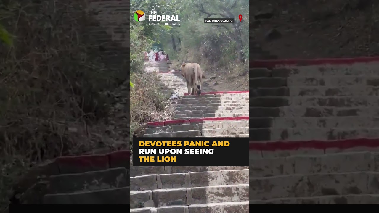 Lion walks up to Palitana temple steps in Gujarat, sparks panic among devotees