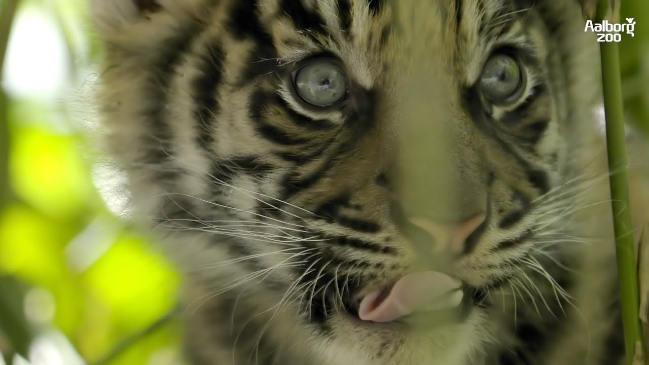 TIGERUNGERNE ER PÅ SPIL OG DE ER VILDT NUTTEDE | SUMATRA-TIGERUNGER SPECIAL | AALBORG ZOO VLOG 02