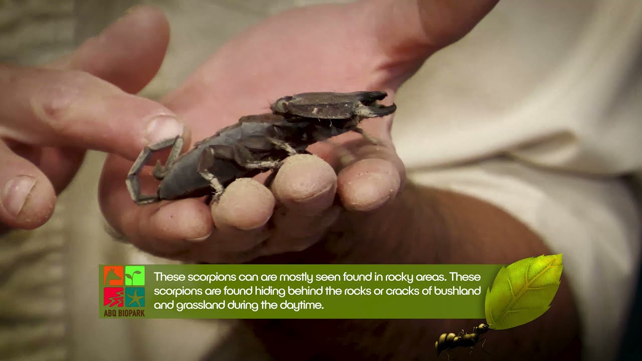 What Bugs? - Scorpions (EP10)