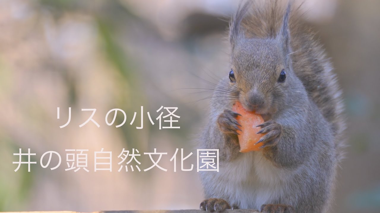 リスの小径　井の頭自然文化園