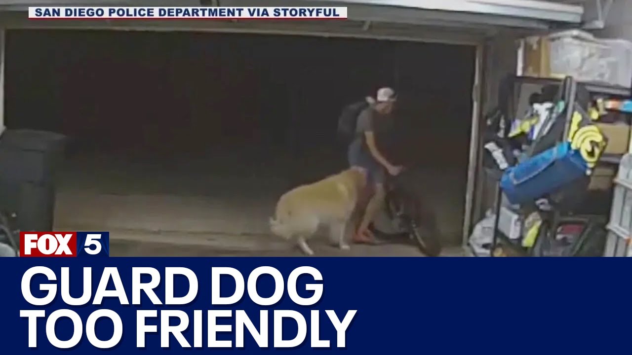 Golden retriever makes terrible guard dog, hilarious video | FOX 5 News