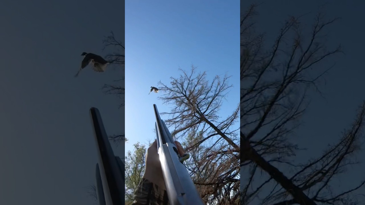German Wirehair Pheasant Hunting In Trees 