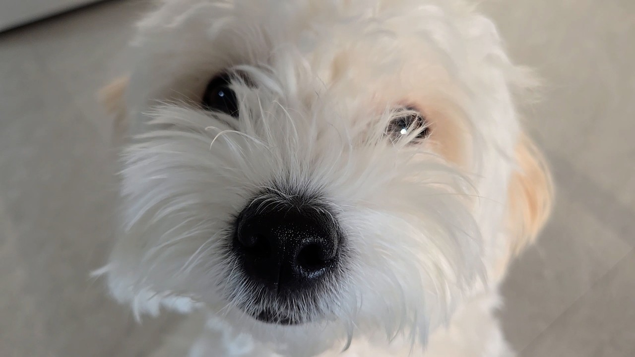 [우리집 멍멍이] 강아지랑 겨울 보내기 🐶❄️⛄️