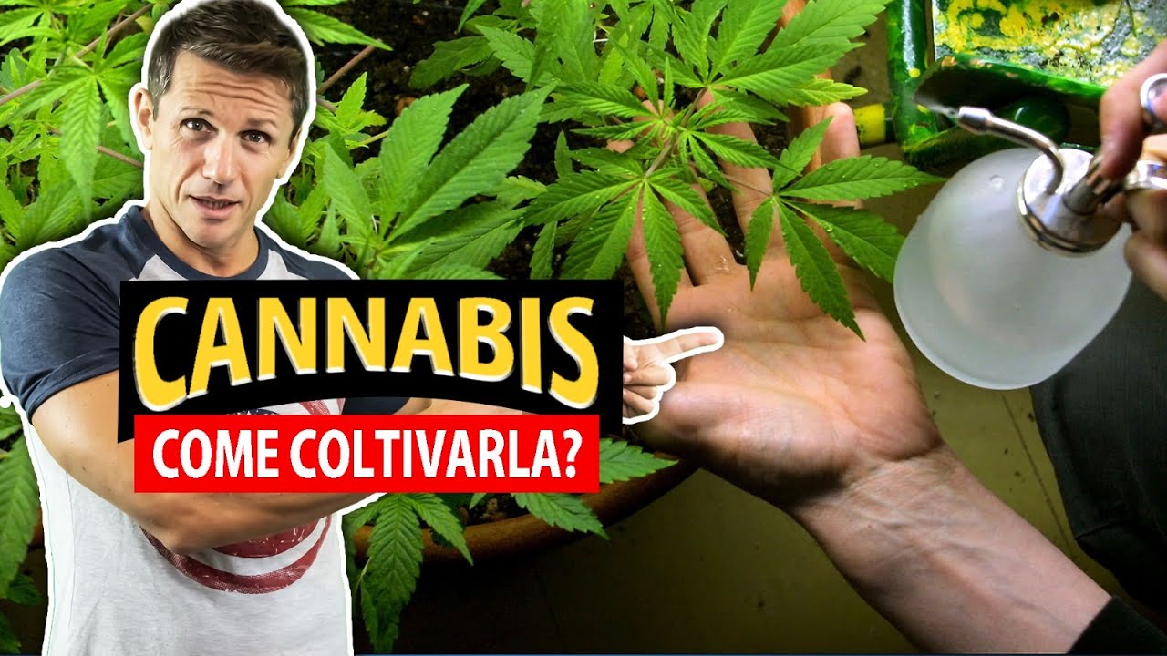 Come COLTIVARE CANNABIS senza commettere reato | Avv. Angelo Greco