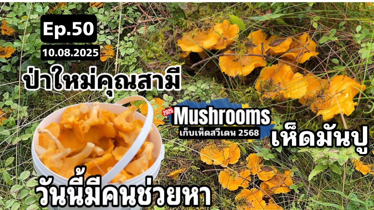 Ep.50 (10 ส.ค. 68) หาป่าใหม่ เก็บเห็ดมันปูสวีเดน 🇸🇪 เก็บบลูเบอร์รี่ป่า 😅 ป่าสวย แต่เห็ดไม่เยอะ