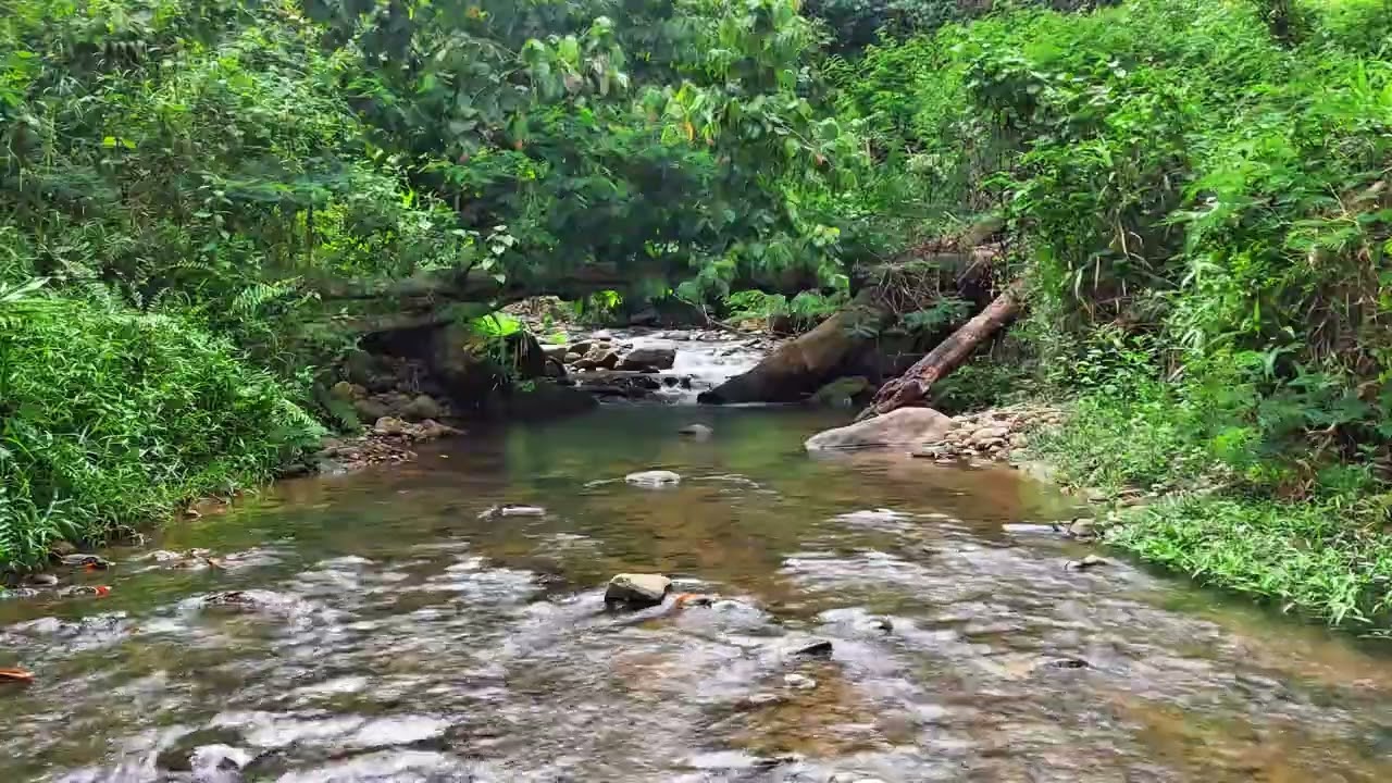 Instant Calm: Listen to This Peaceful Forest River & Feel Your Stress Melt Away