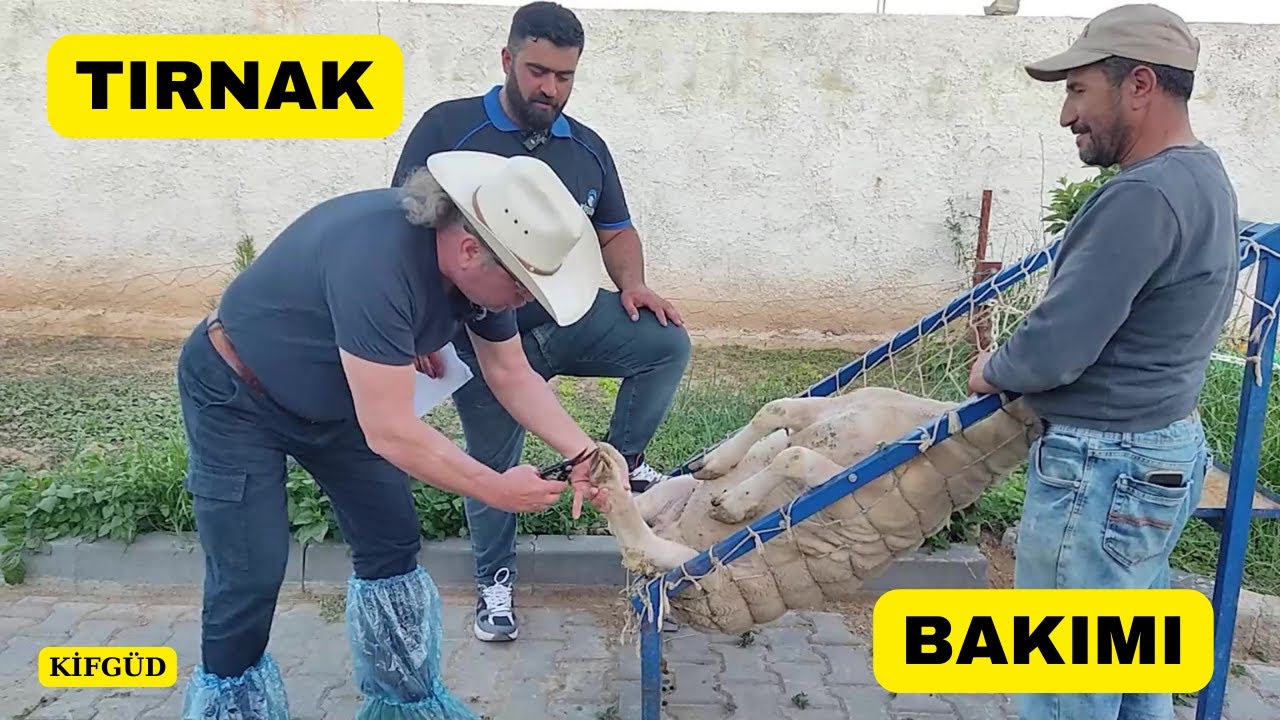 DAYANAMADIM TIRNAKLARI DÜZELTTİM (KİFGÜD Başkanı Ve Çalışma Sistemi)