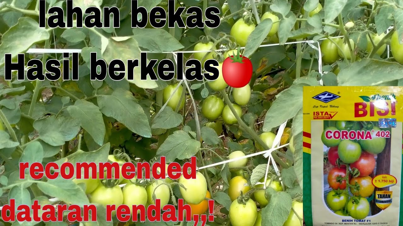tomat yg cocok untuk dataran rendah,tomat Corona 402#tomat #tomatcorona