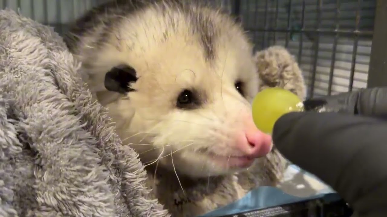 Possums Eating Grapes