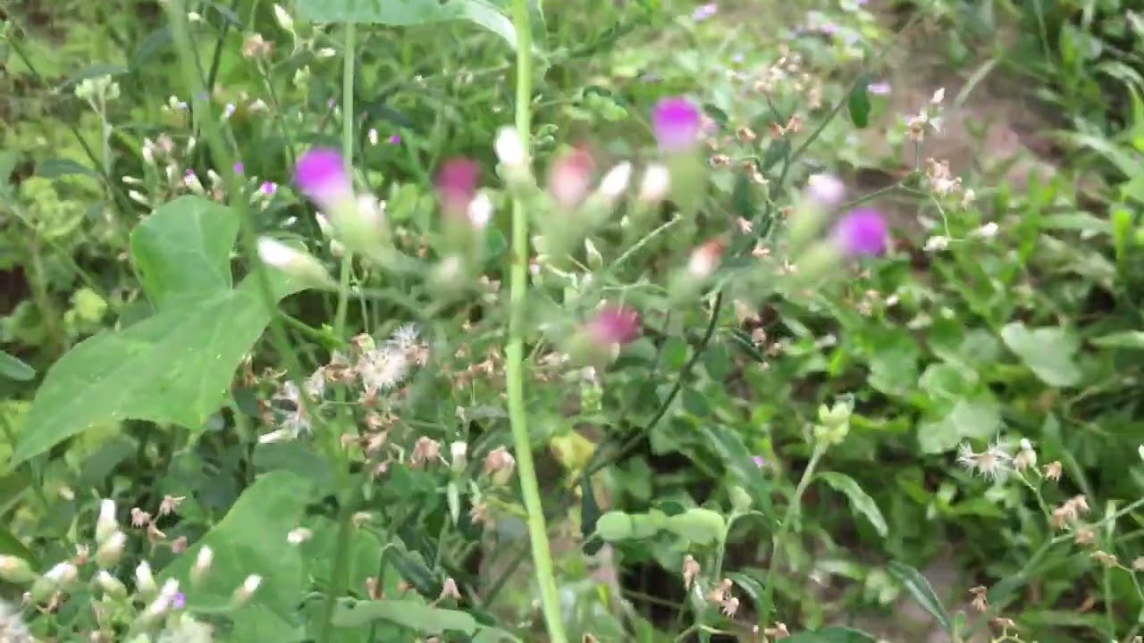 ស្មៅក្បាលរុយ | fying flowers 