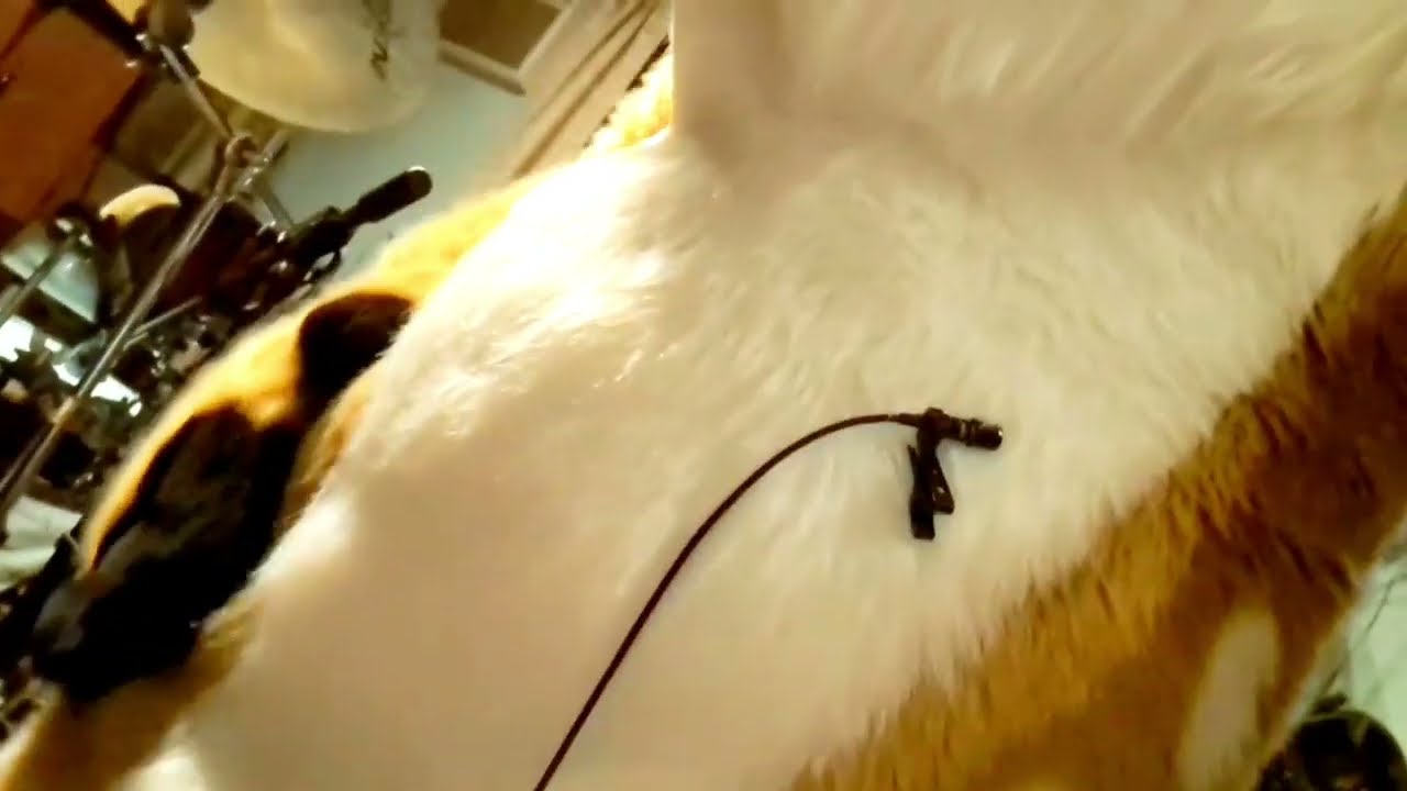 gassy and bloated fursuit belly