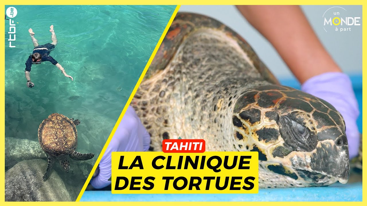 Tahiti : la clinique des tortues - Un Monde à part