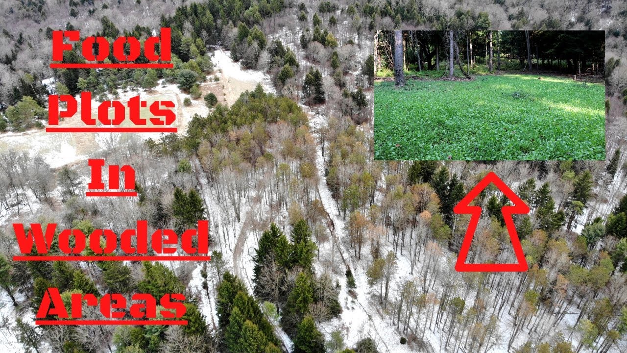 *TIPS* Deer Food Plots In WOODED AREAS 2020!