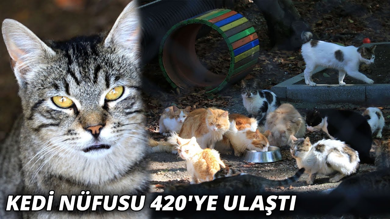 20 dönümlük alan üzerine kurulu 'Kedi Kasabası'