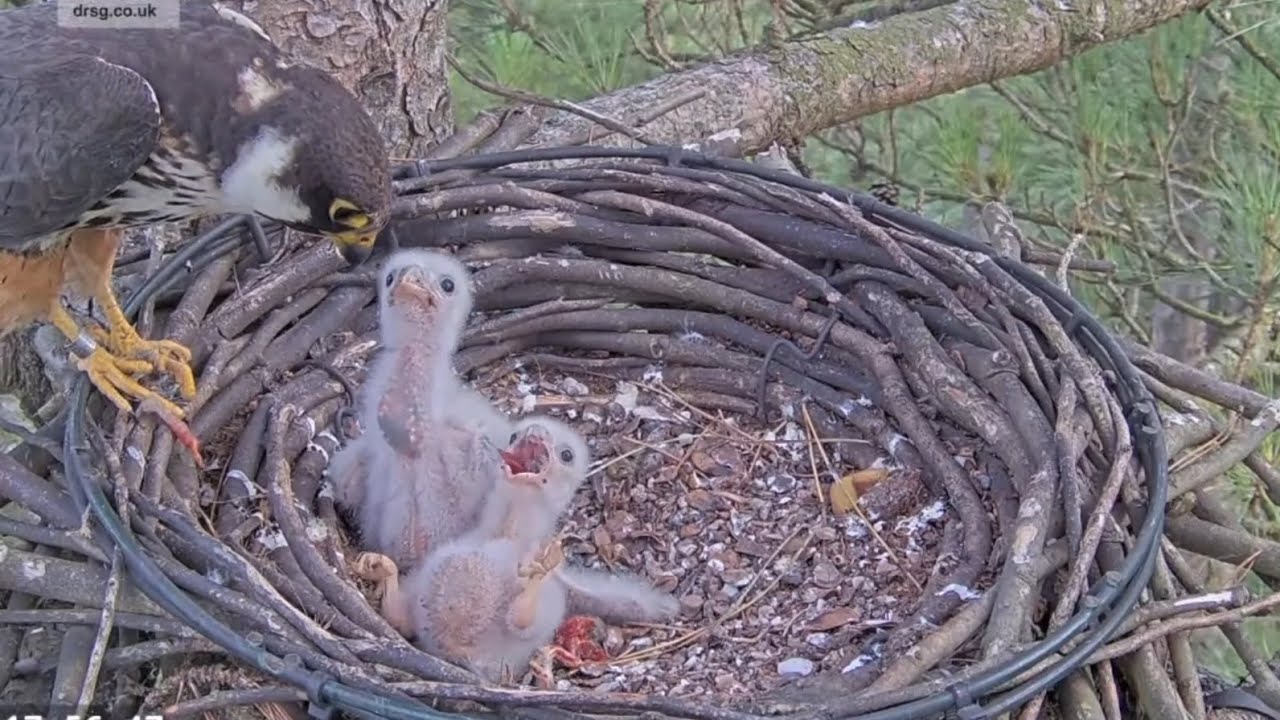 Small chick fall on back during feeding | Southern UK Hobby | Jul 22, 2025