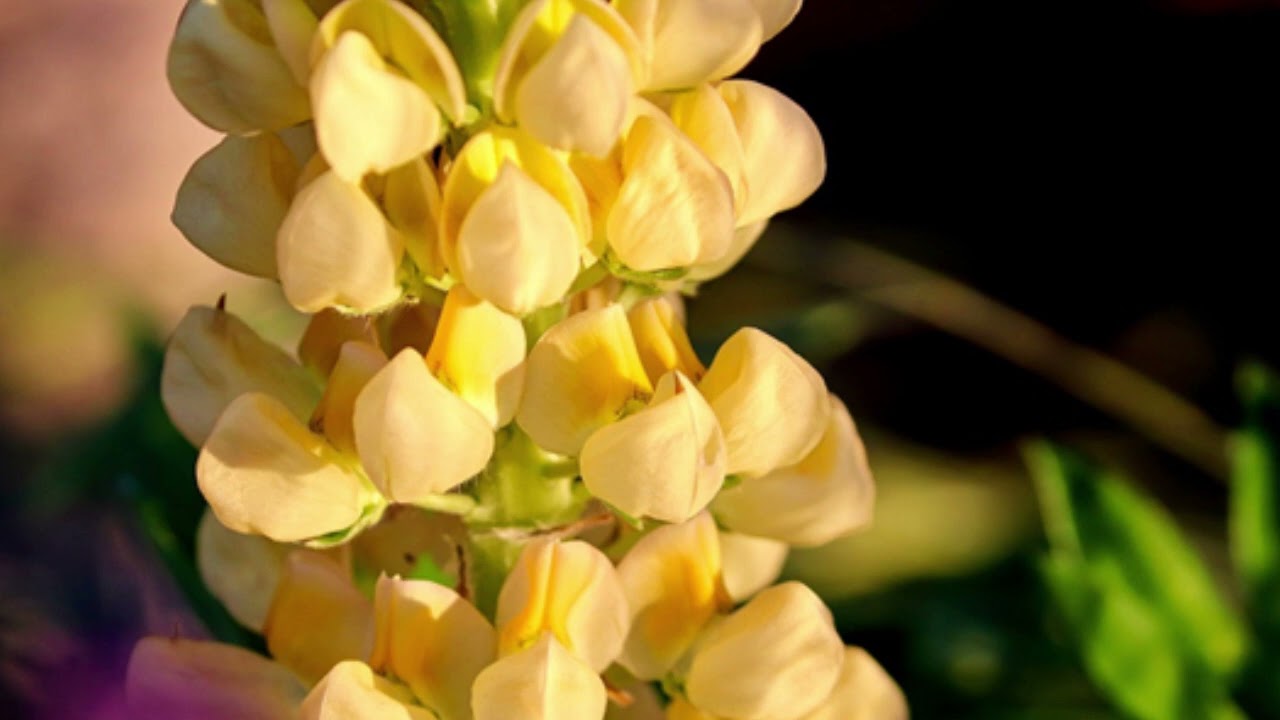 Lupin : une légumineuse bénéfique au corps