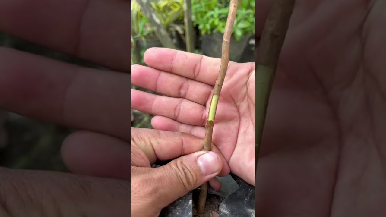 🟠 CARA MUDAH SAMBUNG SISIP JAMBU AIR KIOJOK
