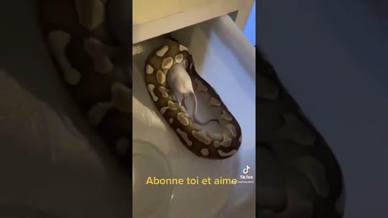 Nourrissage python royal regius lesser et classique juv&eacute;nile