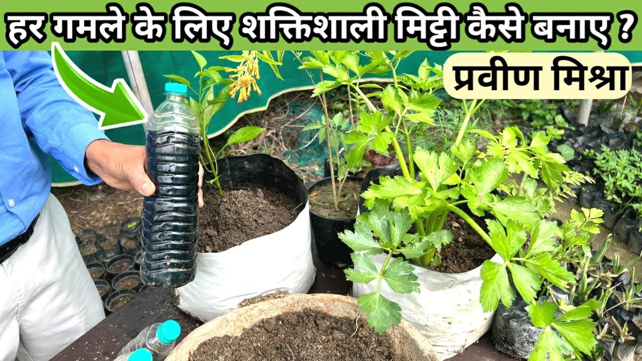 प्रवीण मिश्रा जी अपने पौधों में ज़्यादा से फूलों और फलों के लिए यह खाद डालते हैं Nutrient management