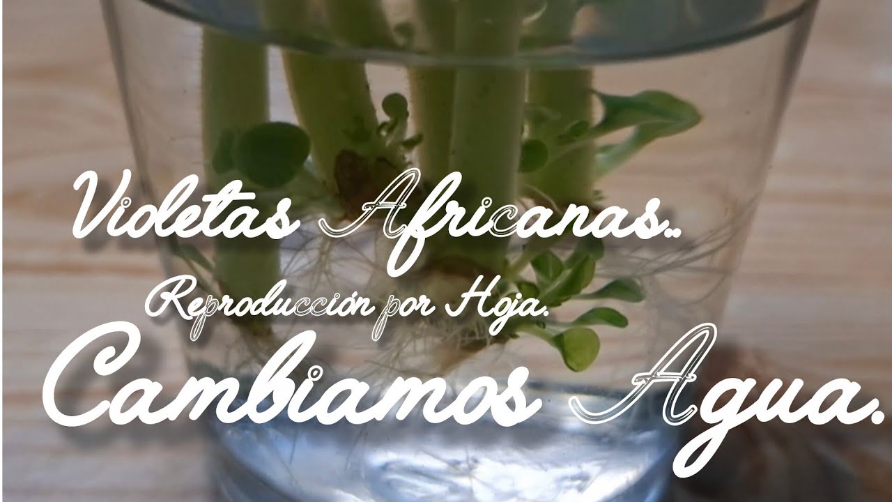 Violetas Africanas Reproducción por Hoja. Cambio Agua.  #live #hobby #pasatiempo #plantas #garden 