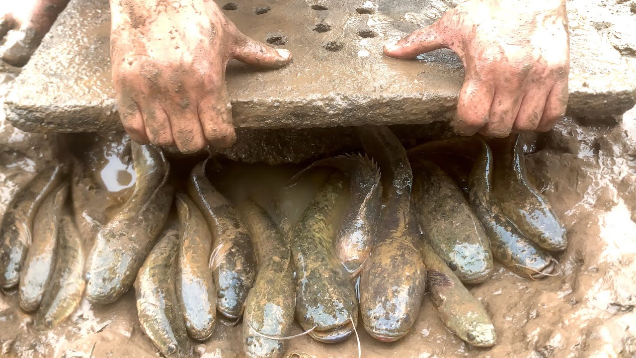 Unique Mud Fishing! Find & Catch Catfish Under Concrete Plates in Small Pond