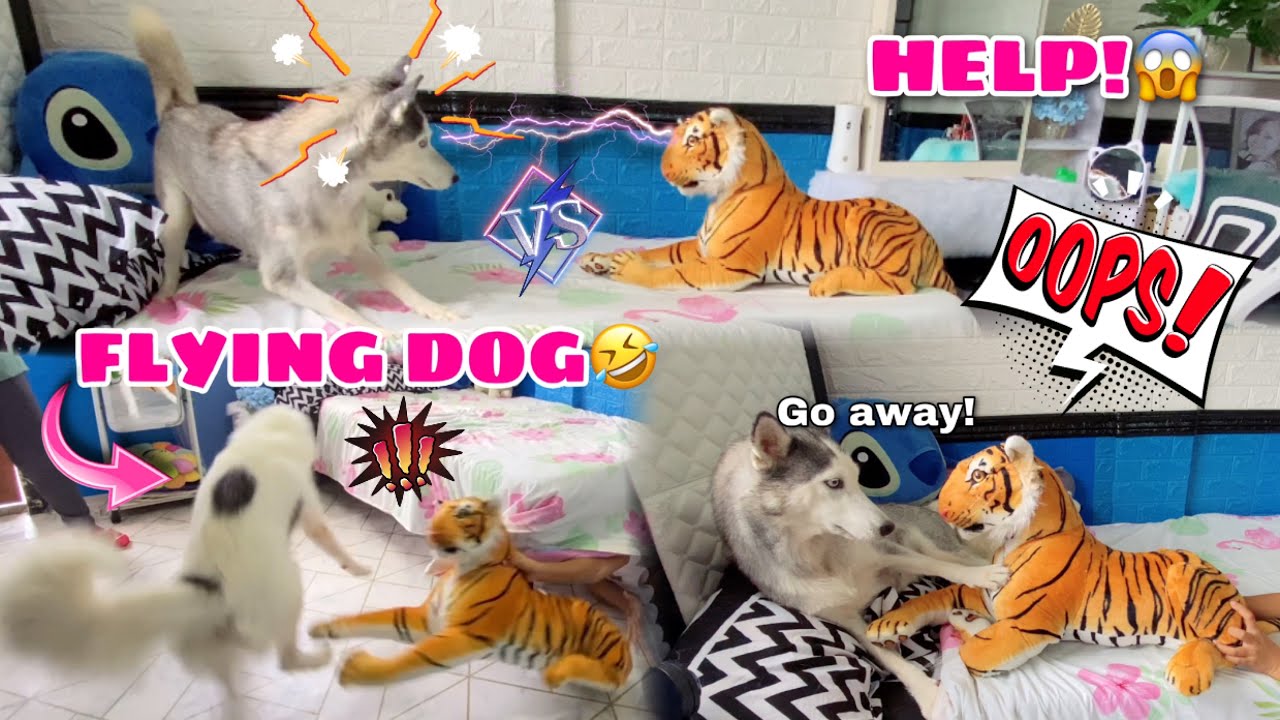 Fake Tiger Prank On Ten Siberian Huskies! | Husky VS. Tiger | Husky Pack TV
