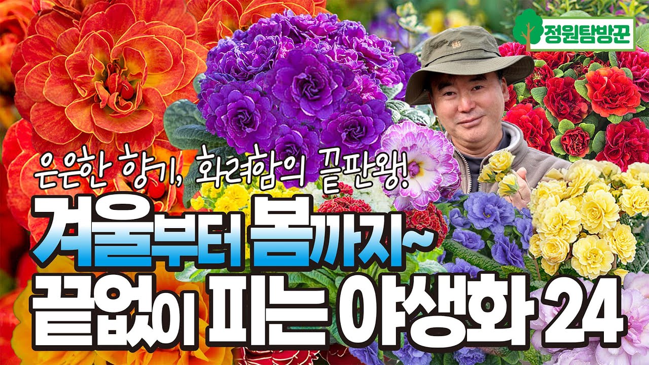 크리스마스부터 봄까지~ 끝없이 피는 야생화 발레리나 앵초 24종 추천! 은은한 향과 화려함의 끝판왕!
