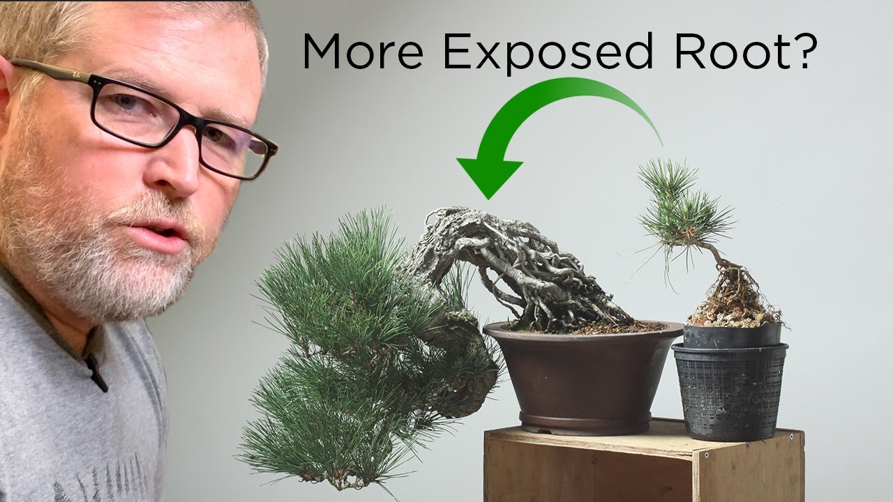 Bonsaify | One More Exposed Root Technique