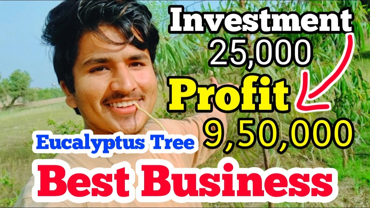 Safeda Tree Business In Pakistan | Eucalyptus Farming | Life With Ismail |