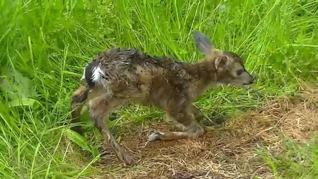 Twin Newborn Fawn - Vancouver Island BC Canada
