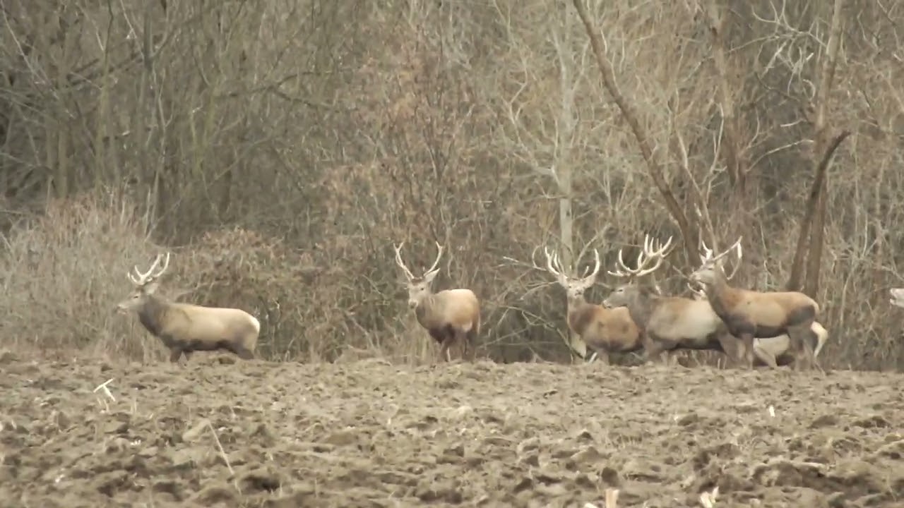 Jeleń- Cervus elaphus.