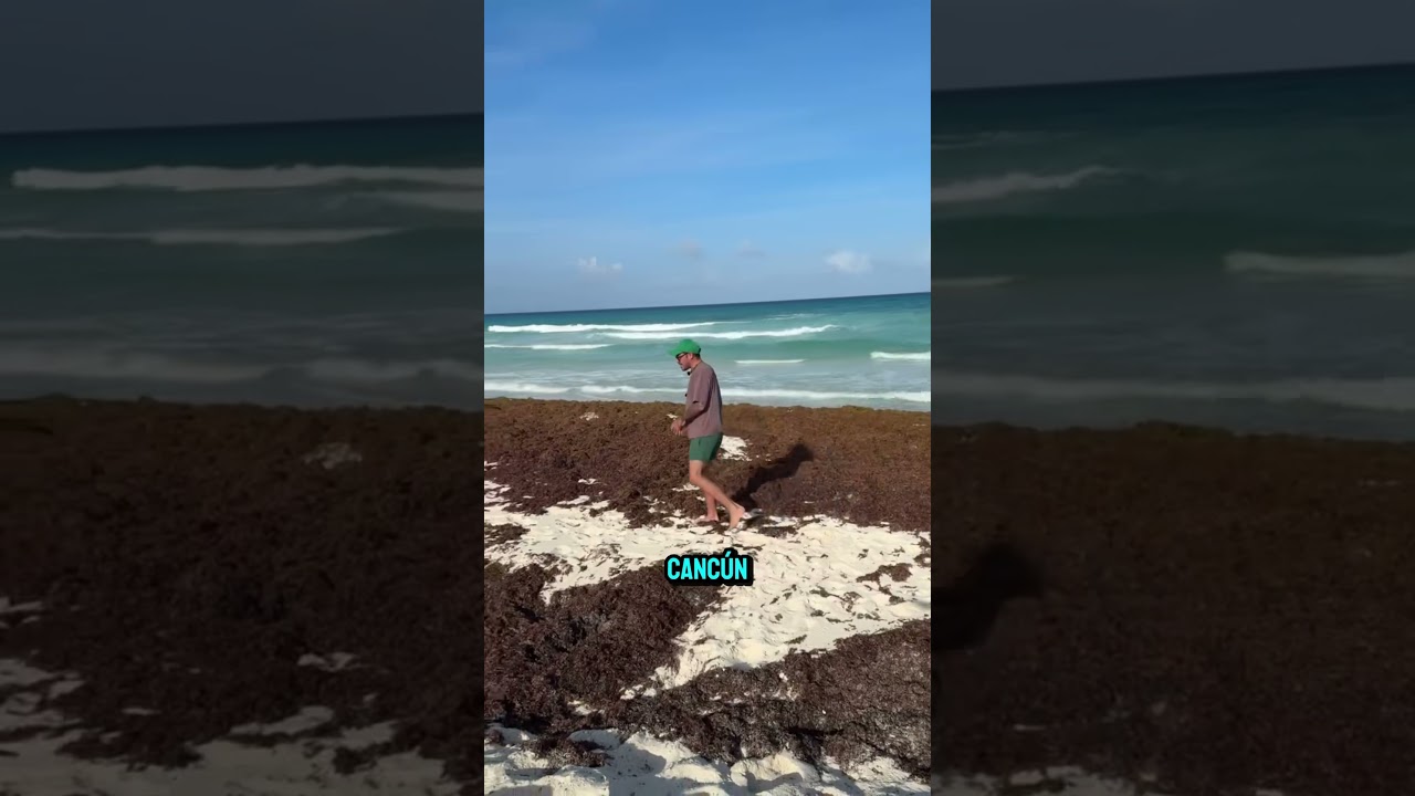 Sargazo en Cancún 