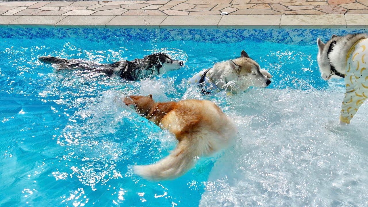 【落下】段差に気づかず次々と踏み外してプールの底に沈んでいくハスキー犬たちが面白すぎるww 【シベリアンハスキー】