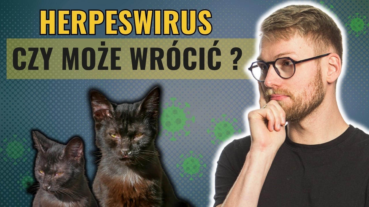 Herpeswirus - Koci katar - co to takiego?