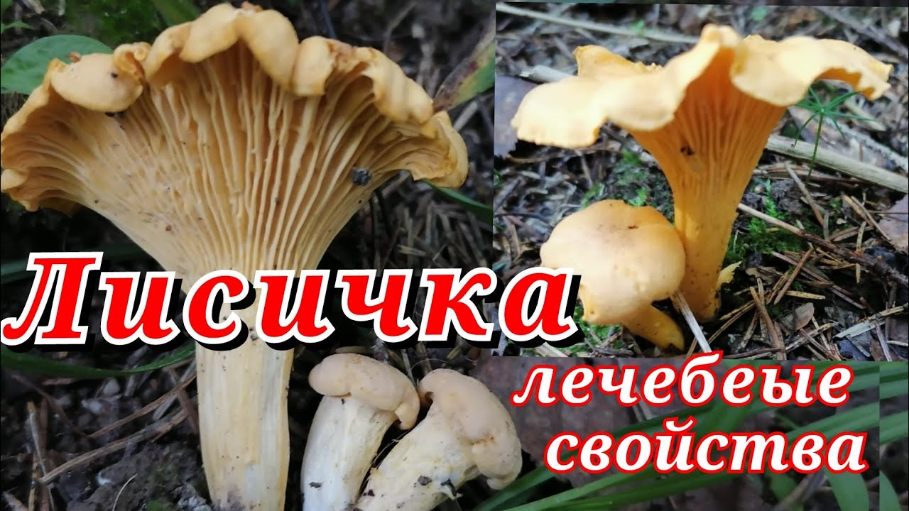 Лисичка рецепты 🍄🐛 What the chanterelle mushroom heals