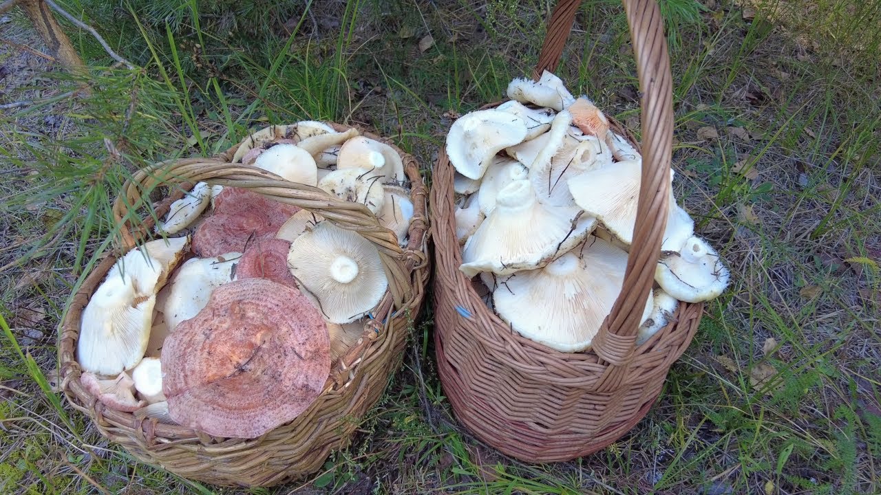 Две корзины груздей — и ни кого рядом!