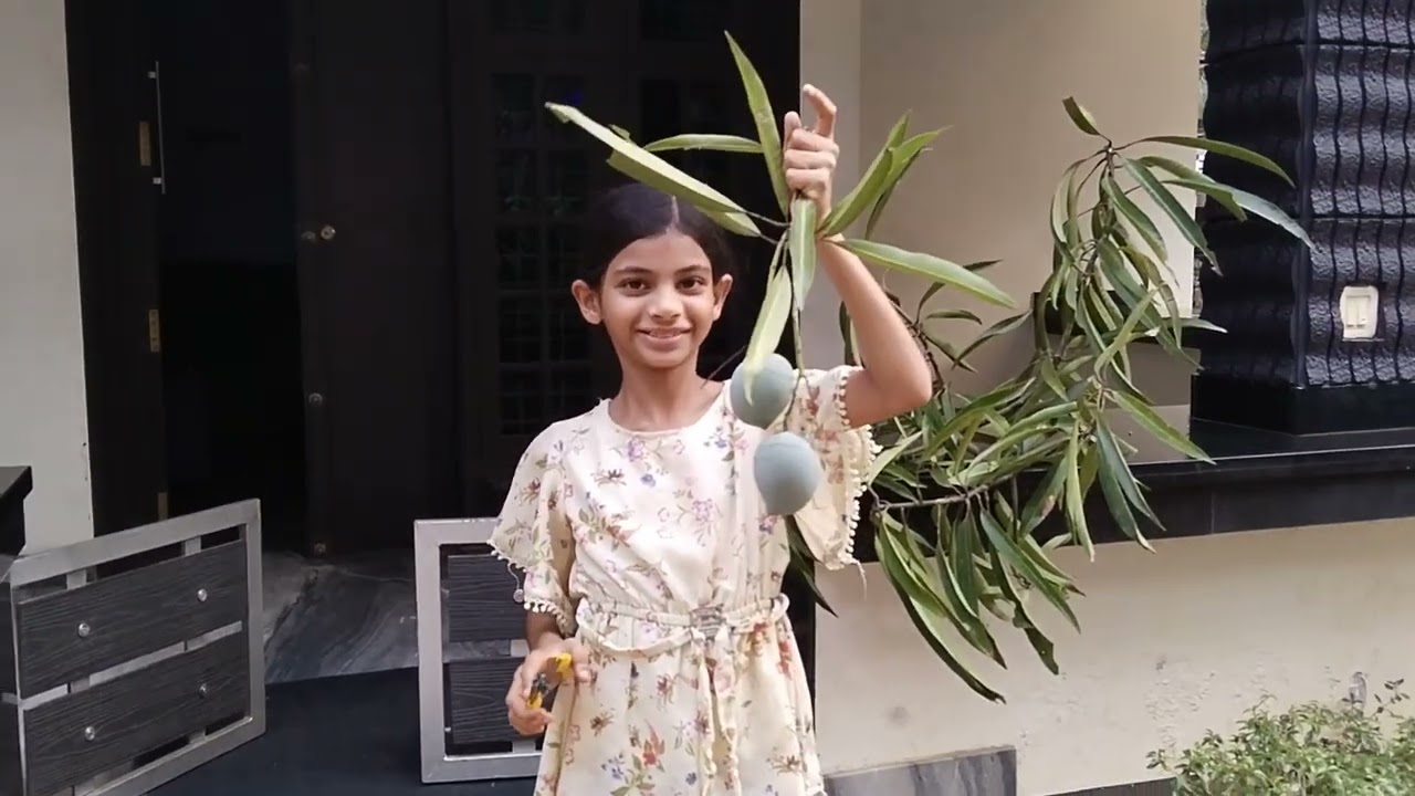 എന്റെ ആദ്യ പരീക്ഷണം ( Air Layering in mango tree) കാലാപാടി Mangotree....