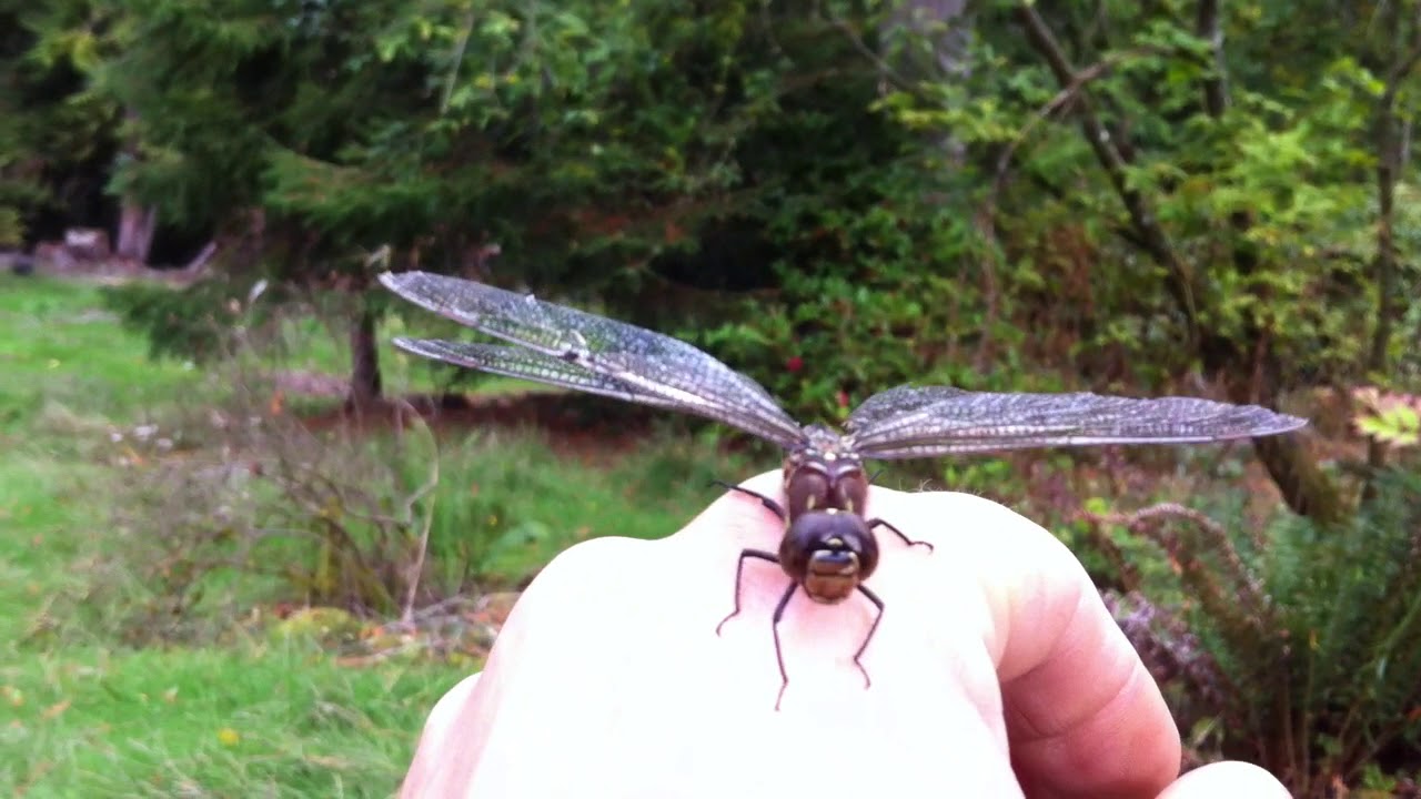 Dragonfly Aeshna umbrosa female caught in a spider web.