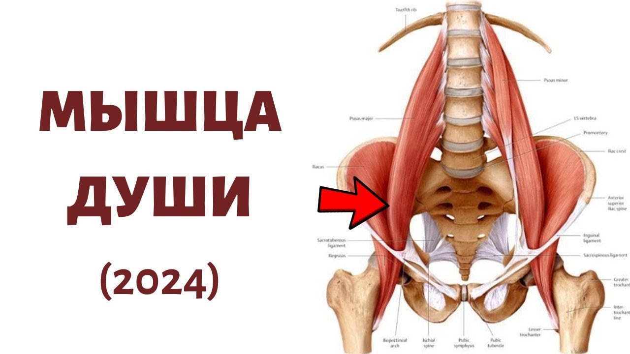 Как расслабить ПОЯСНИЧНУЮ МЫШЦУ 🔴  3 САМЫХ эффективных упражнения