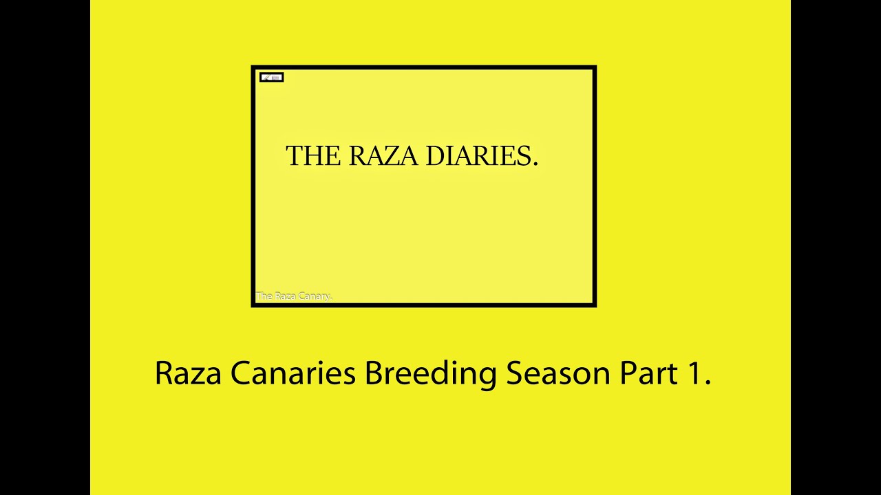 Canary breeding season .  Raza canaries No 1.