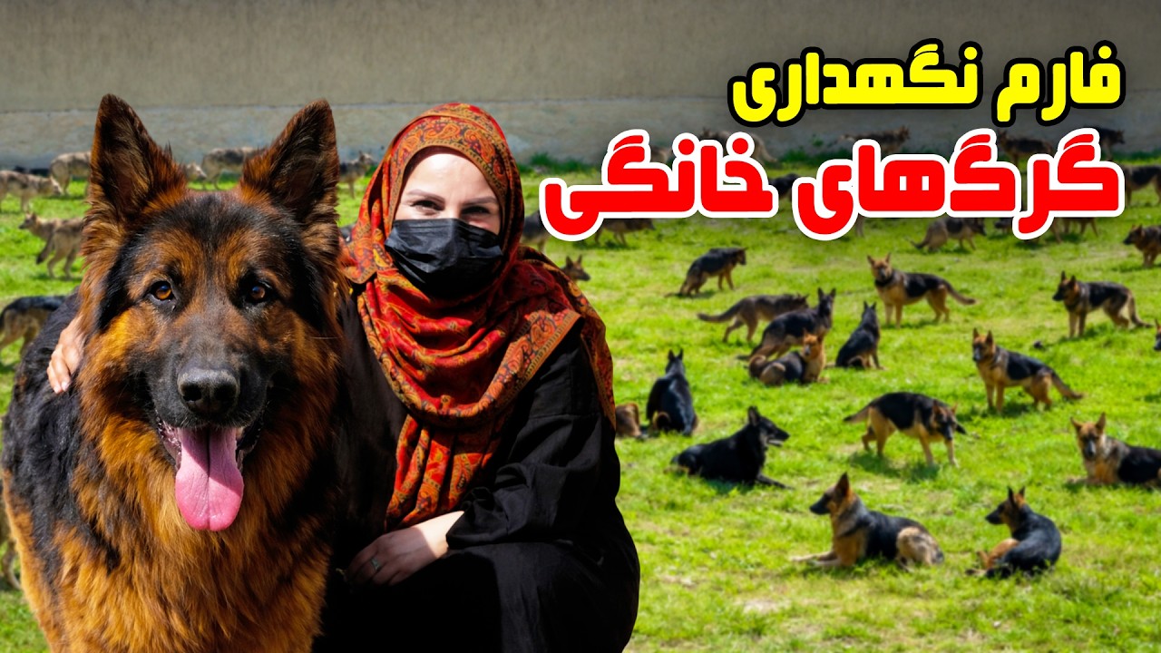 The pet dogs farm in Freshta Azimi Report / فارم نگهداری گرگ های خانگی در گزارش فرشته عظیمی