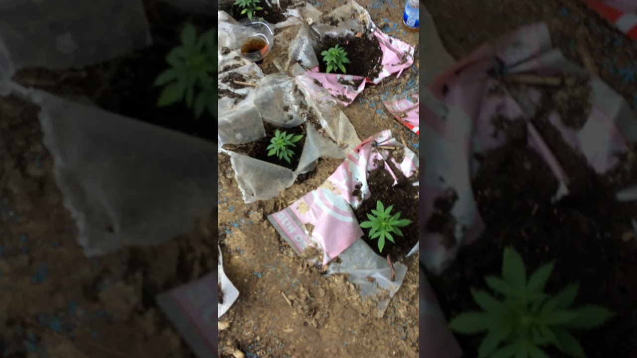 outdoor guerrilla  grow 2017 video 4