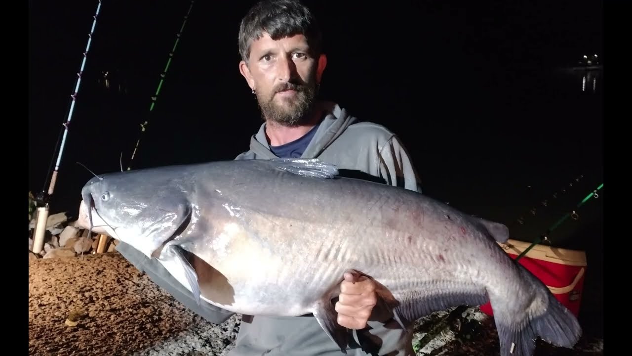 Catfishing The Tennessee River from the Bank. Giant Catfish Caught on Fresh Cut bait.