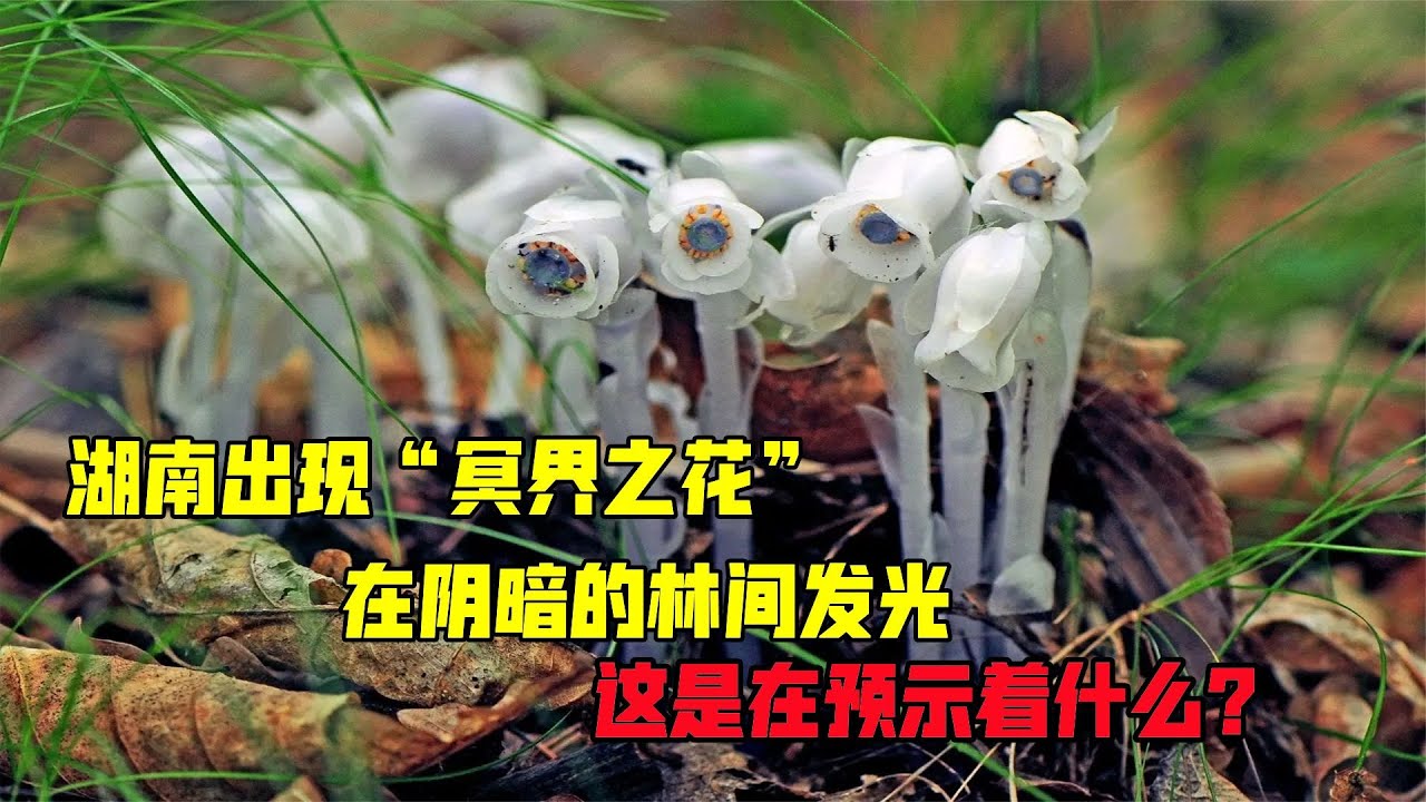 湖南出現&ldquo;冥界之花&rdquo;，在陰暗的林間發光，這是在預示著什么？