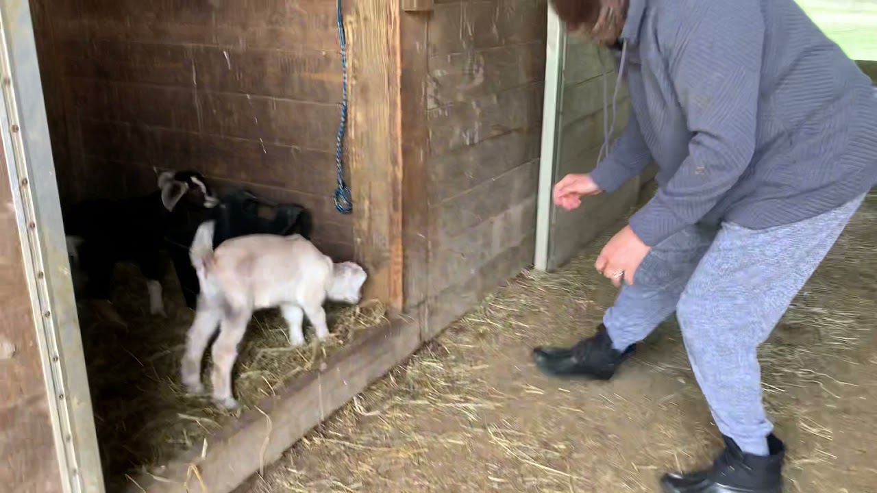 Baby Goats for Kindergarten Friends