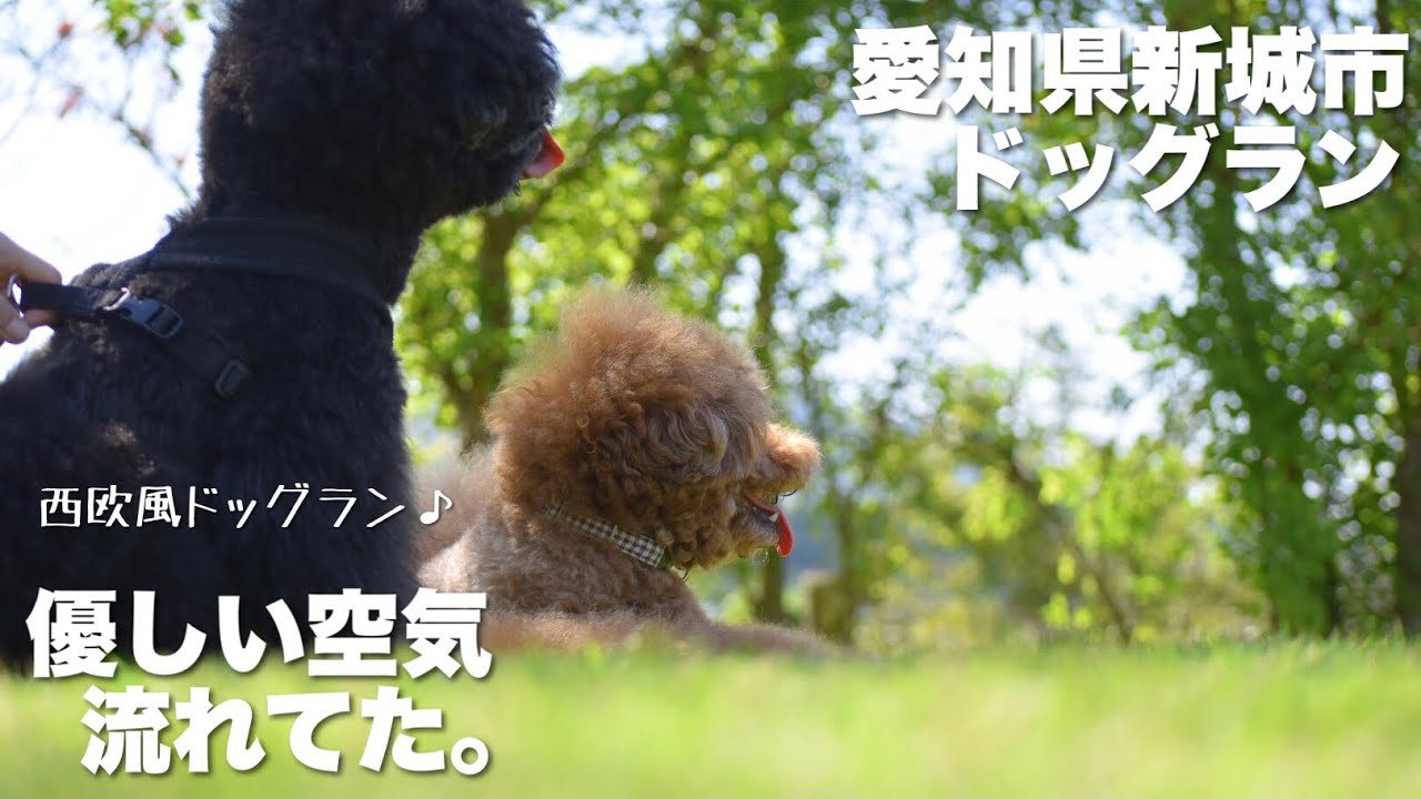 【ドッグラン】愛知県新城市アンクロダさん！レディにバシバシ叩かれるトイプードル！