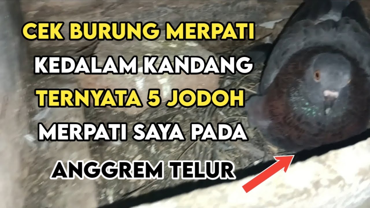 CEK BURUNG MERPATI KEDALAM KANDANG EH TERNYATA MERPATI 5 JODO PADA ANGGREM TELUR #hakhofamily 