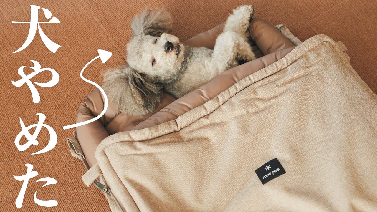 🐶【ゆる回】お犬様専用の高級お布団を買ってあげたらこうなったwww｜トリミング動画